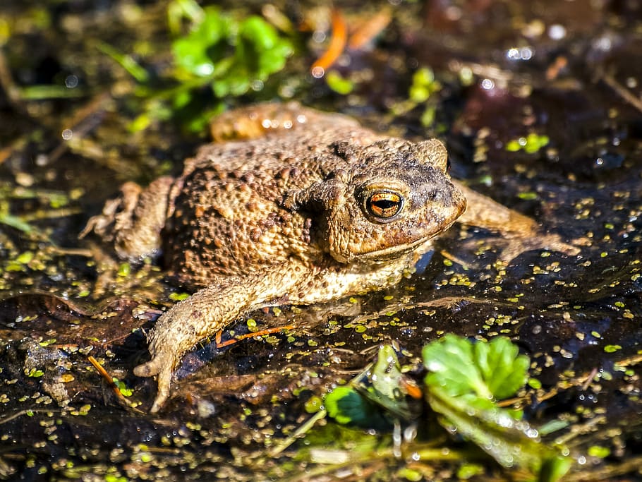 Common Toad, Amphibians, Nature, animal, one animal, reptile HD wallpaper