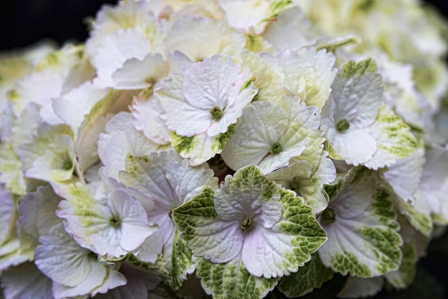 Hydrangea, Flower, White, flowers, garden plant, hydrangea plants HD wallpaper