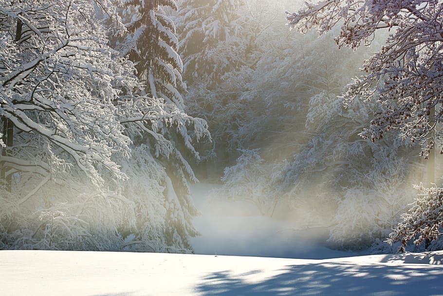 trees with snow covers, winter, wintry, snow landscape, snowy HD wallpaper