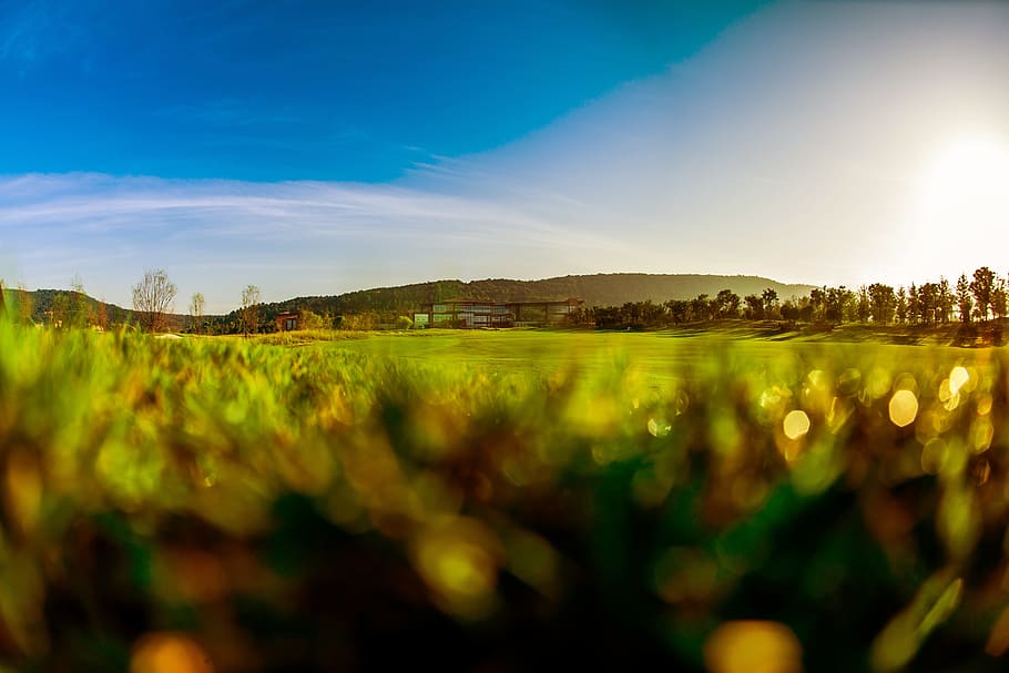 Golf, Blue Sky, White Cloud, green, nature, rural Scene, agriculture HD wallpaper