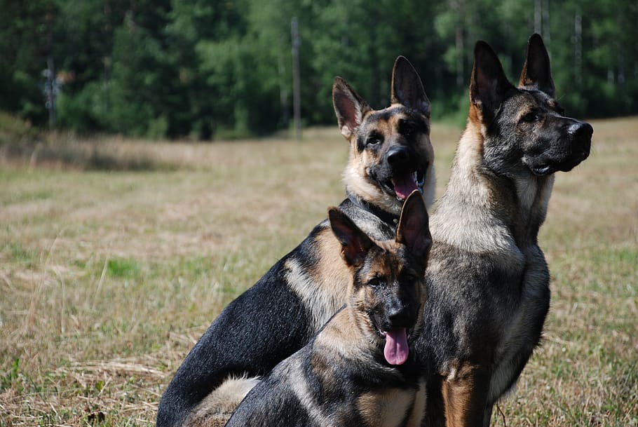 dog, animals, canine, animal themes, mammal, group of animals HD wallpaper