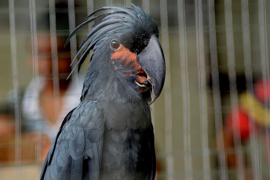 black macaw, parrot, bird, blackbird, one animal, vertebrate HD wallpaper