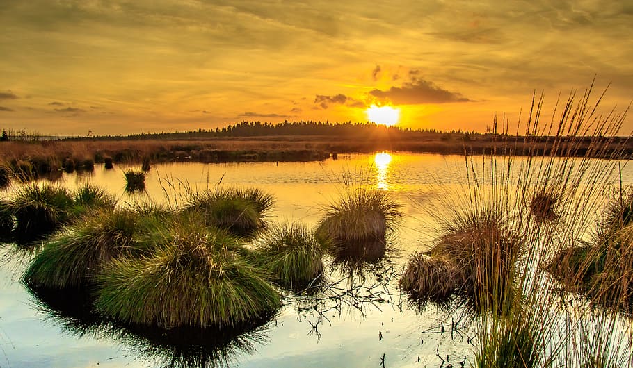 sunset, moor, veen, belgium, eifel, mood, nature reserve, swamp