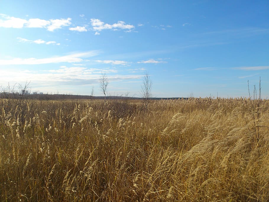 nature, grass, field, dry, autumn, land, sky, tranquility, plant HD wallpaper