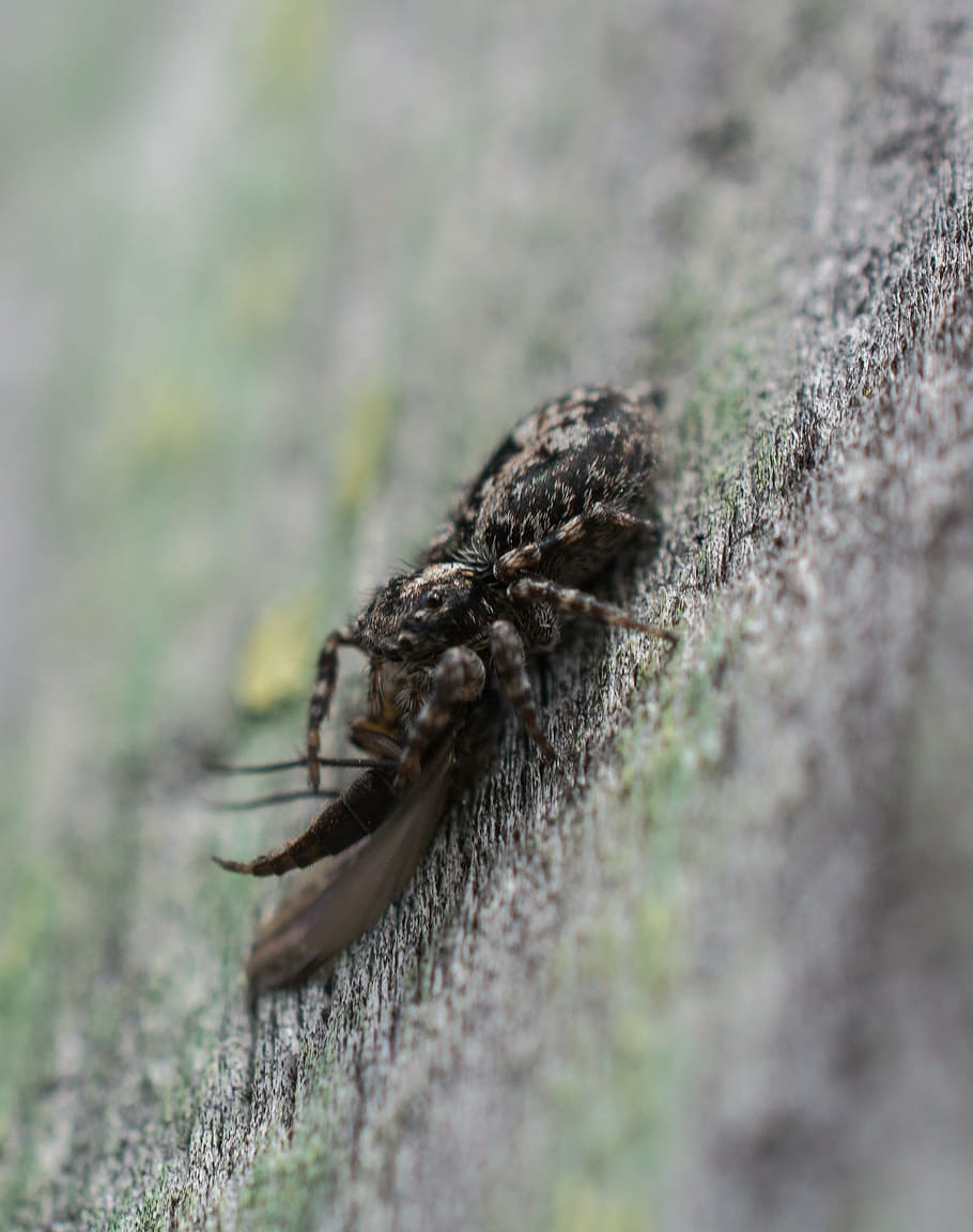 spider, victim, death, macro, selective focus, animal themes HD wallpaper