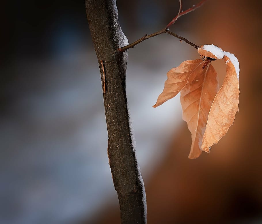 brown leaf with snow in tilt shift photography, branch, leaves HD wallpaper