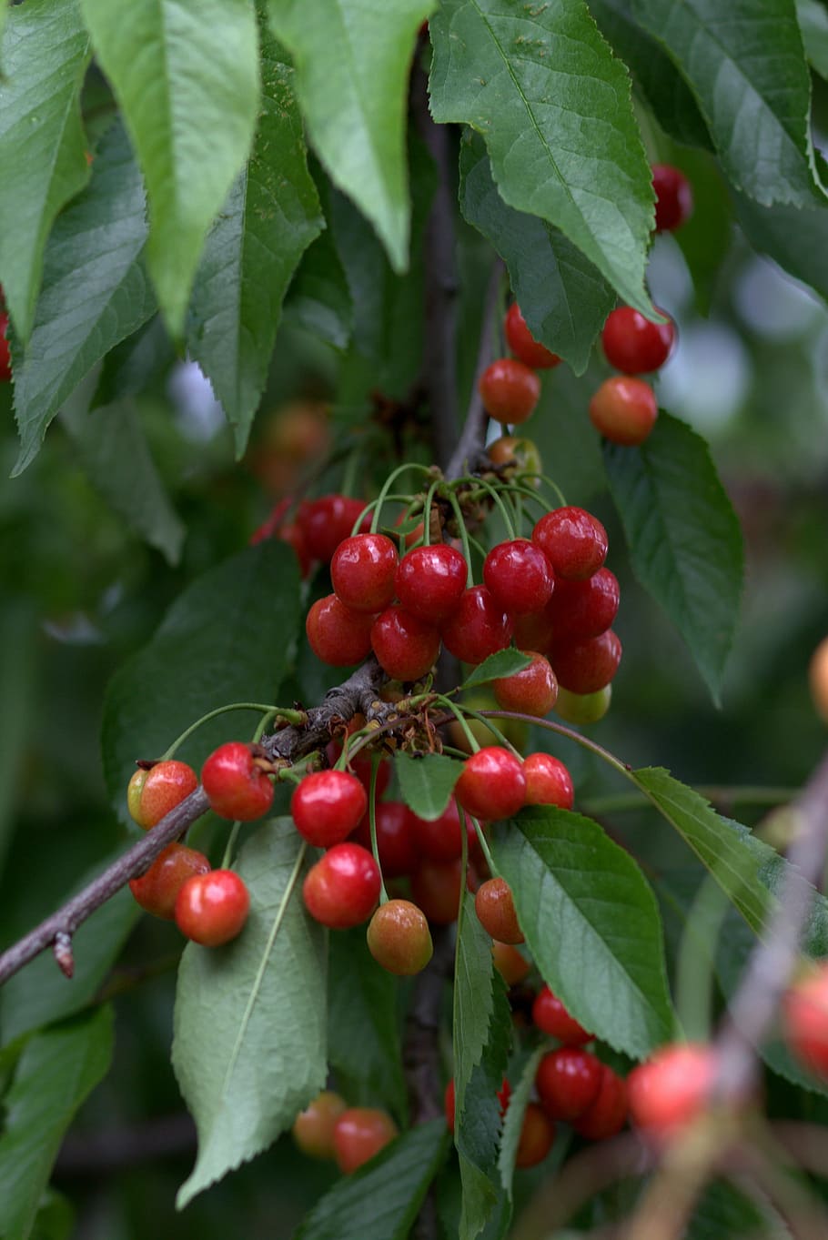 Cherries, Casey, Red, Fruit, green color, leaf, food and drink HD wallpaper