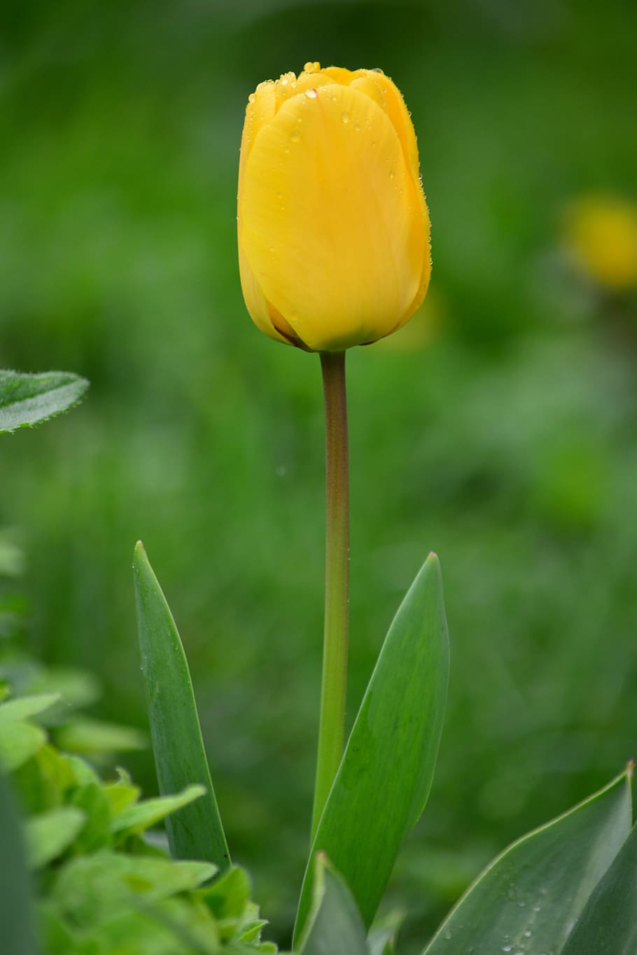 tulip, critter, raindrops, yellow flower, nature, spring, growth, HD wallpaper