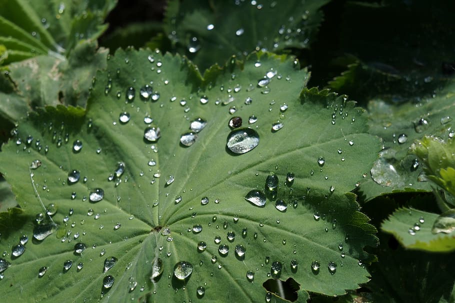 dew, sheet, green, drops, morning, water, nature, leaf, wet HD wallpaper