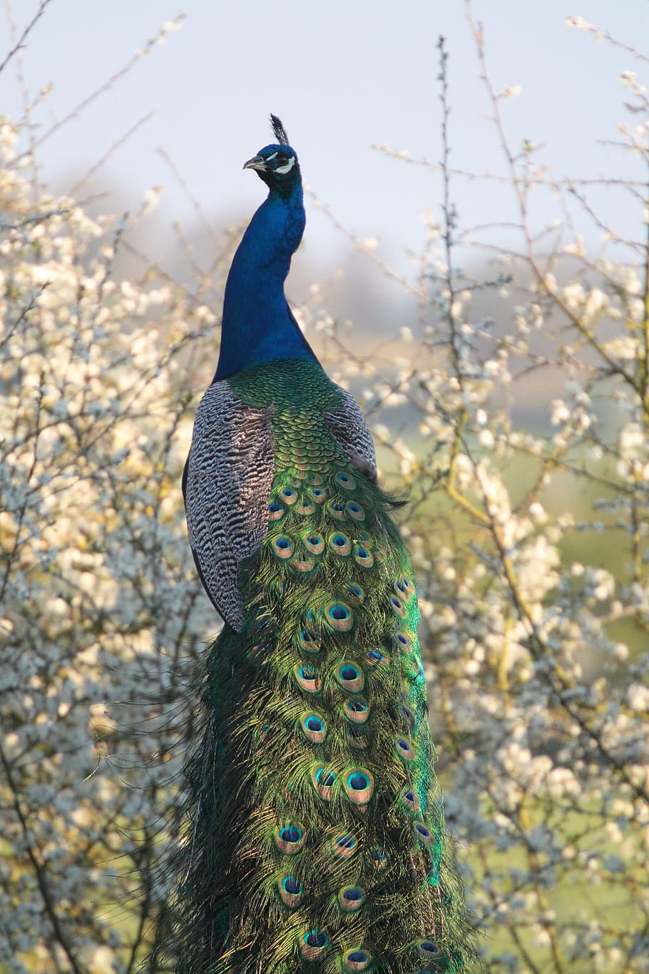 Peacock, Feathers, Blossom, Farm, colourful, blue, peafowl, HD wallpaper