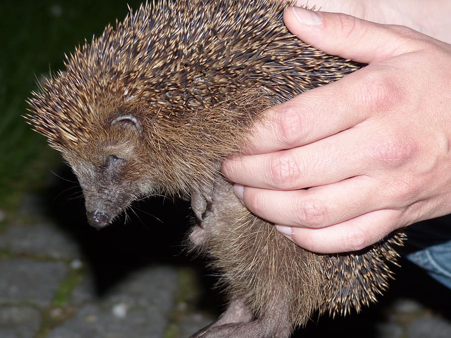 hedgehog, animal, prickly, keep, hand, lift, detention, nature HD wallpaper