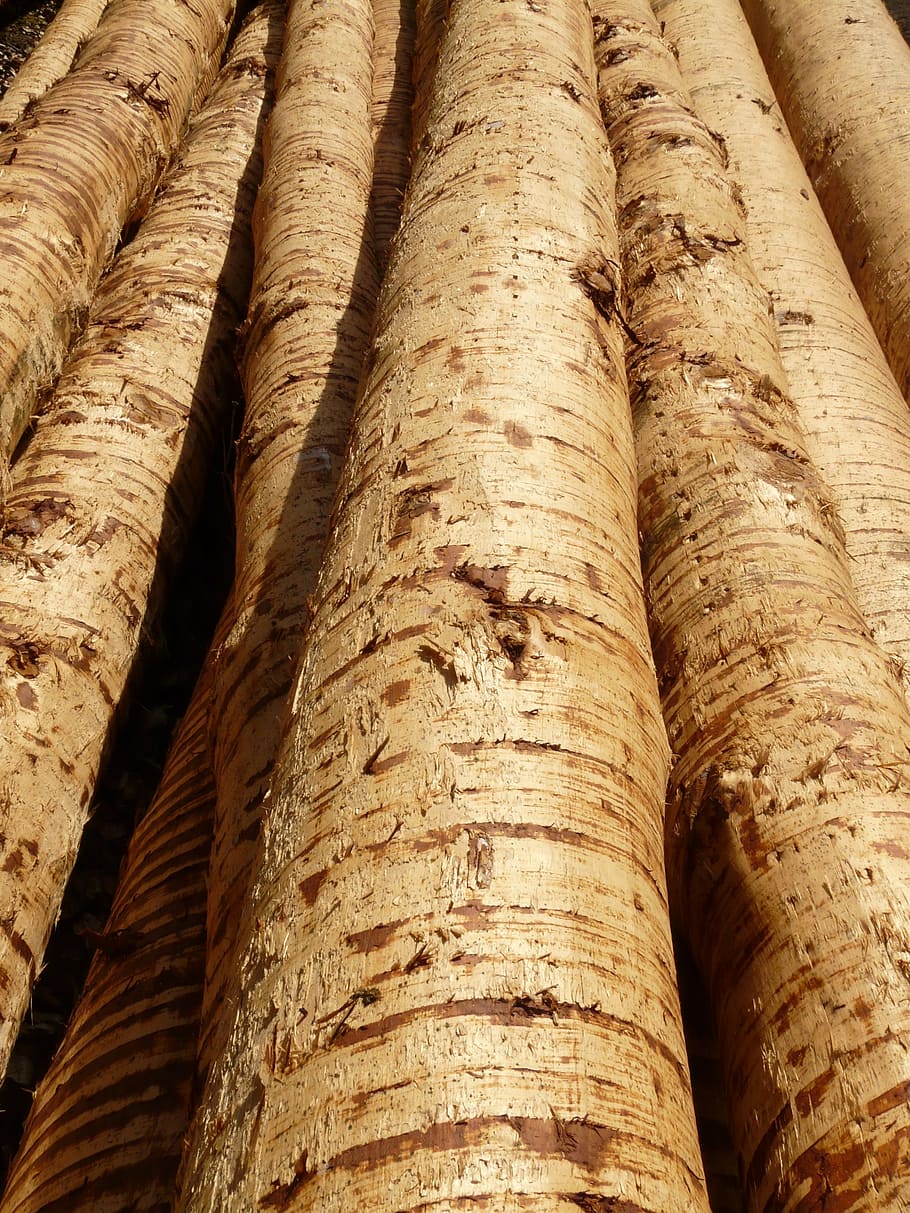 tree trunks, wood, tribe, timber, bark, material, nature, forest HD wallpaper