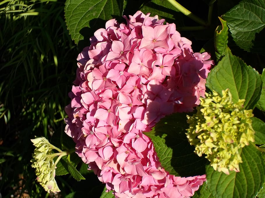 hydrangea, pink, flowers, bunch, blossoms, flowering, plants HD wallpaper