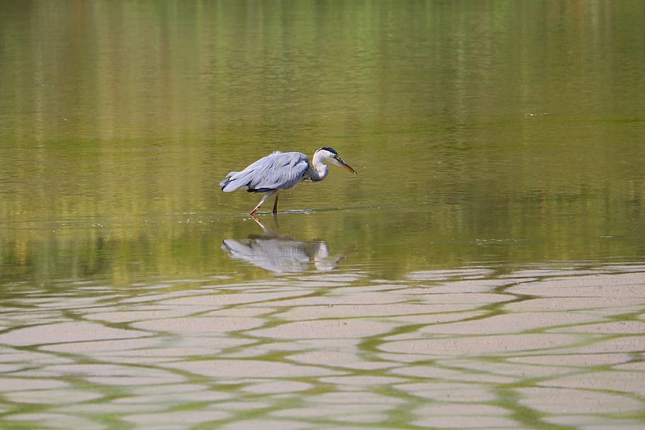 grey heron, bird, eastern, animal, creature, intervention, water HD wallpaper