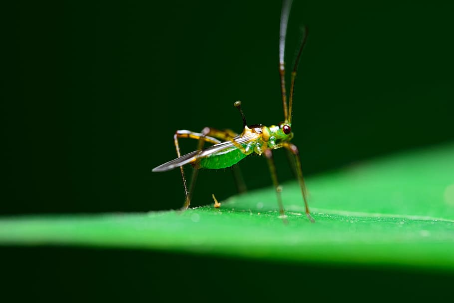 macro, insects, bugs, grasshopper, nature, animal, close-up HD wallpaper