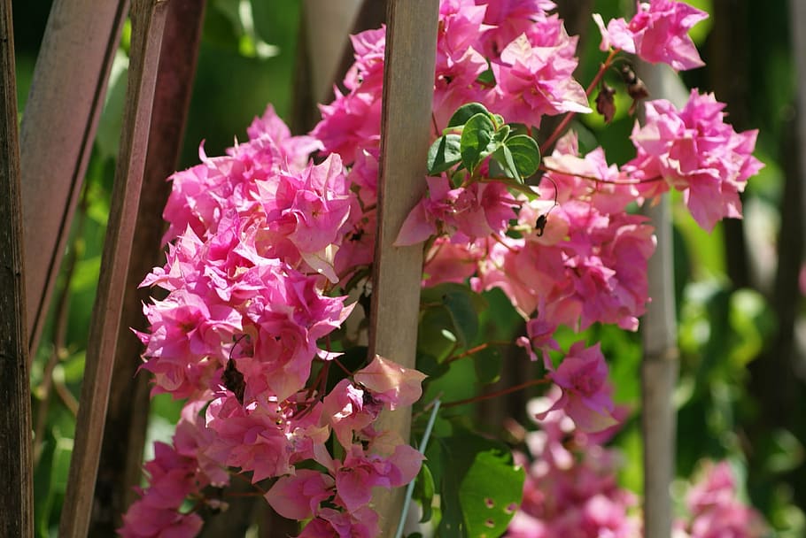 nature, flower, rosa, pink Color, plant, flowering plant, beauty in nature HD wallpaper