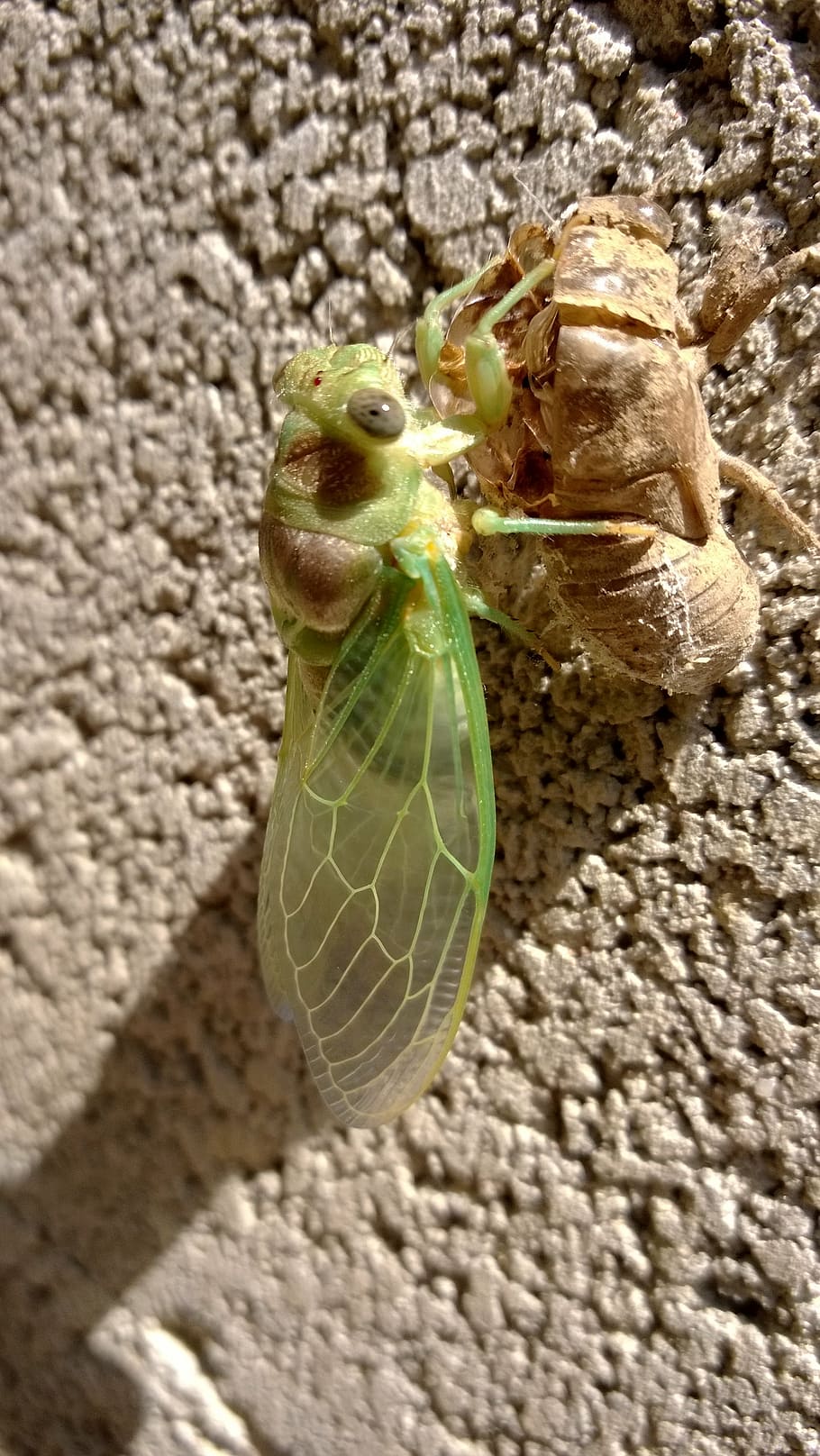 cicada, chrysalis, provence, one animal, animal themes, close-up HD wallpaper