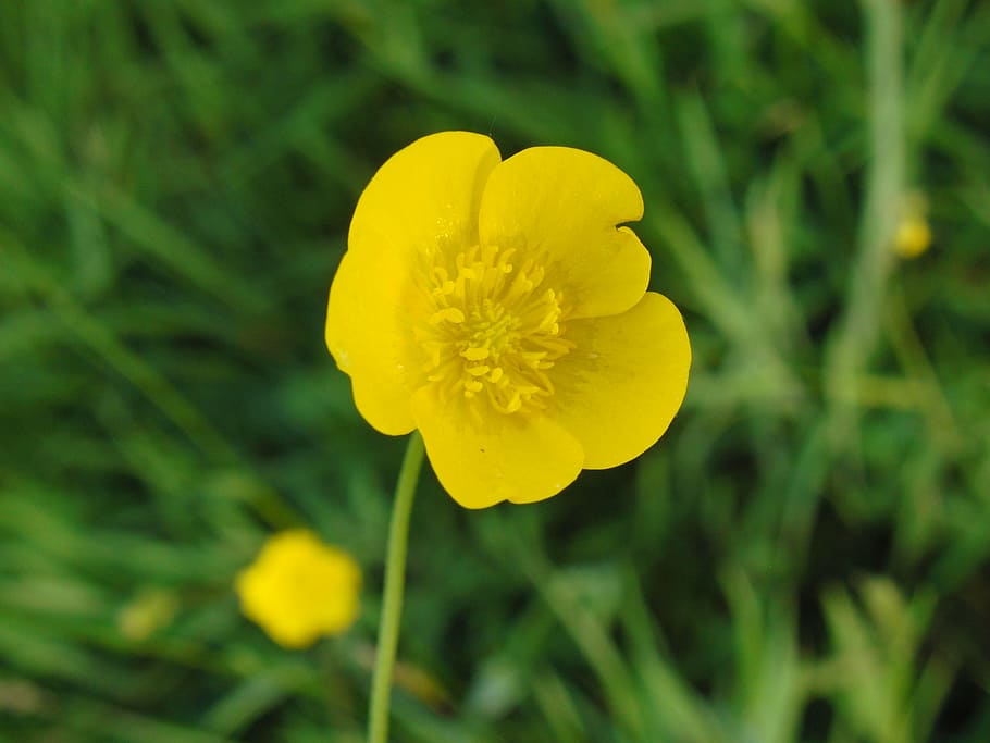 buttercup, close, summer, yellow, spring, bühen, blossom, bloom, HD wallpaper