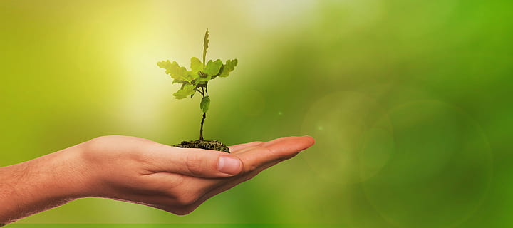 selective focus photography of sapling in human palm, leaf HD wallpaper