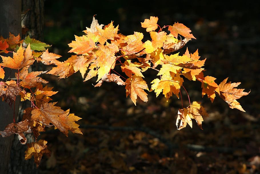 Yellow, Leaves, Maple, Autumn, Fall, yellow leaves, colorful HD wallpaper
