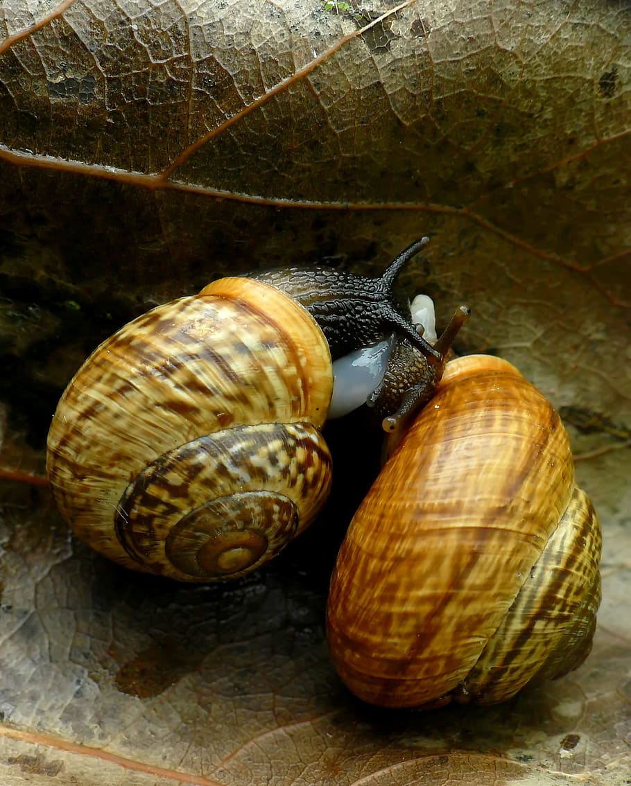 Snail, Coupling, Brown, animal shell, gastropod, animal themes HD wallpaper