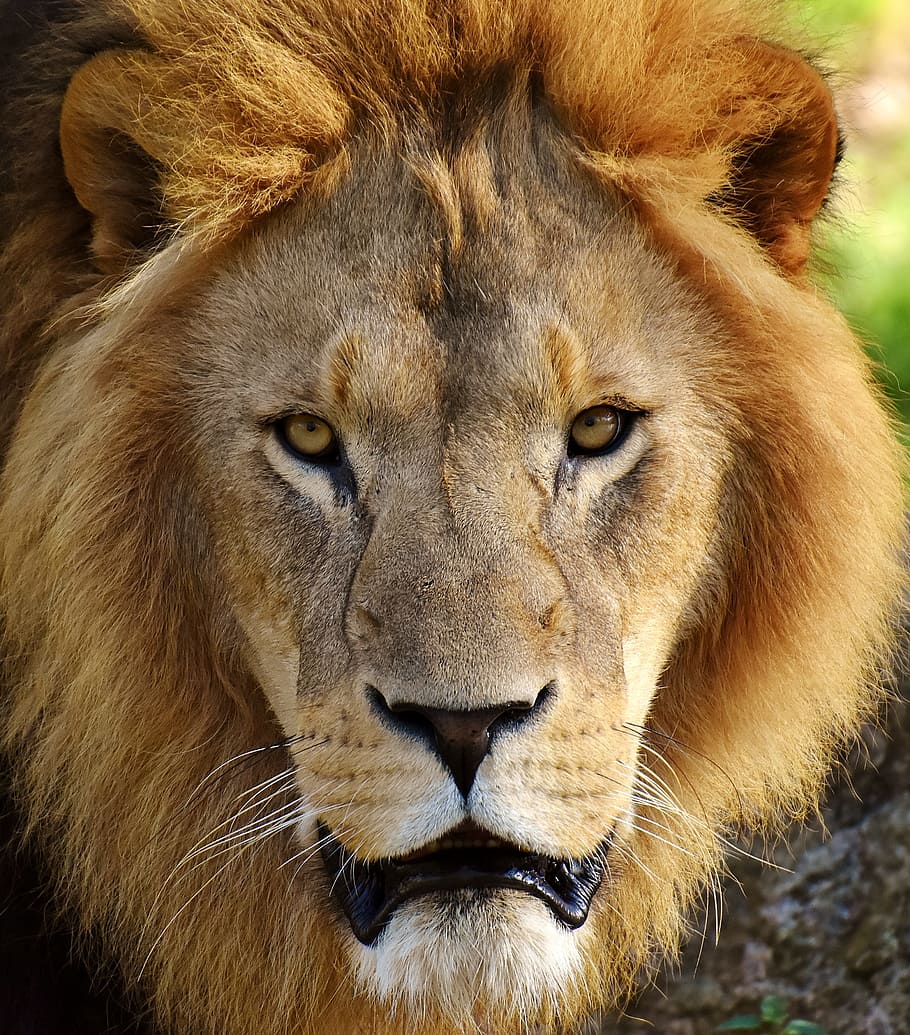 wildlife photography of lion, predator, dangerous, mane, cat HD wallpaper