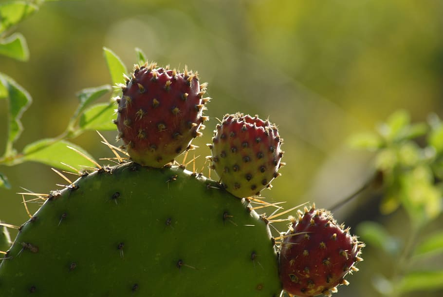 cactus, tuna, traditional, succulent plant, prickly pear cactus HD wallpaper