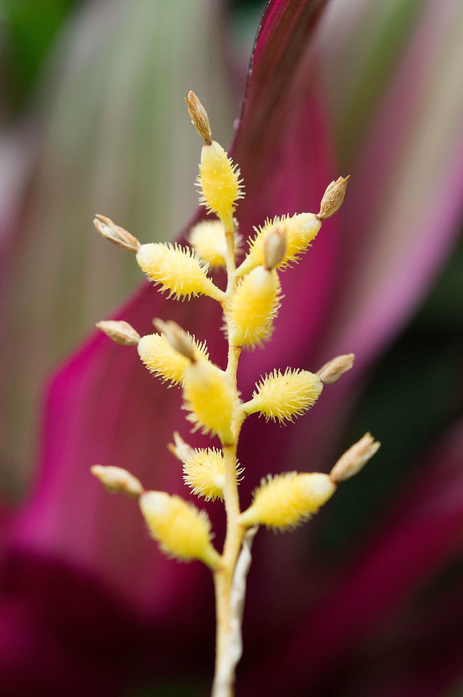 yellow, cant, spring, macro, jardin des plantes, flower, flowering plant HD wallpaper