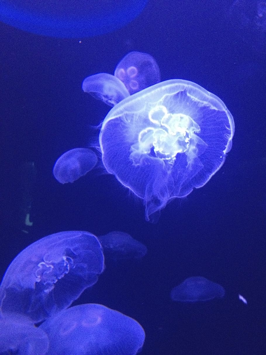 jellyfish, blue, white, float, creature, water, deep sea, underwater HD wallpaper
