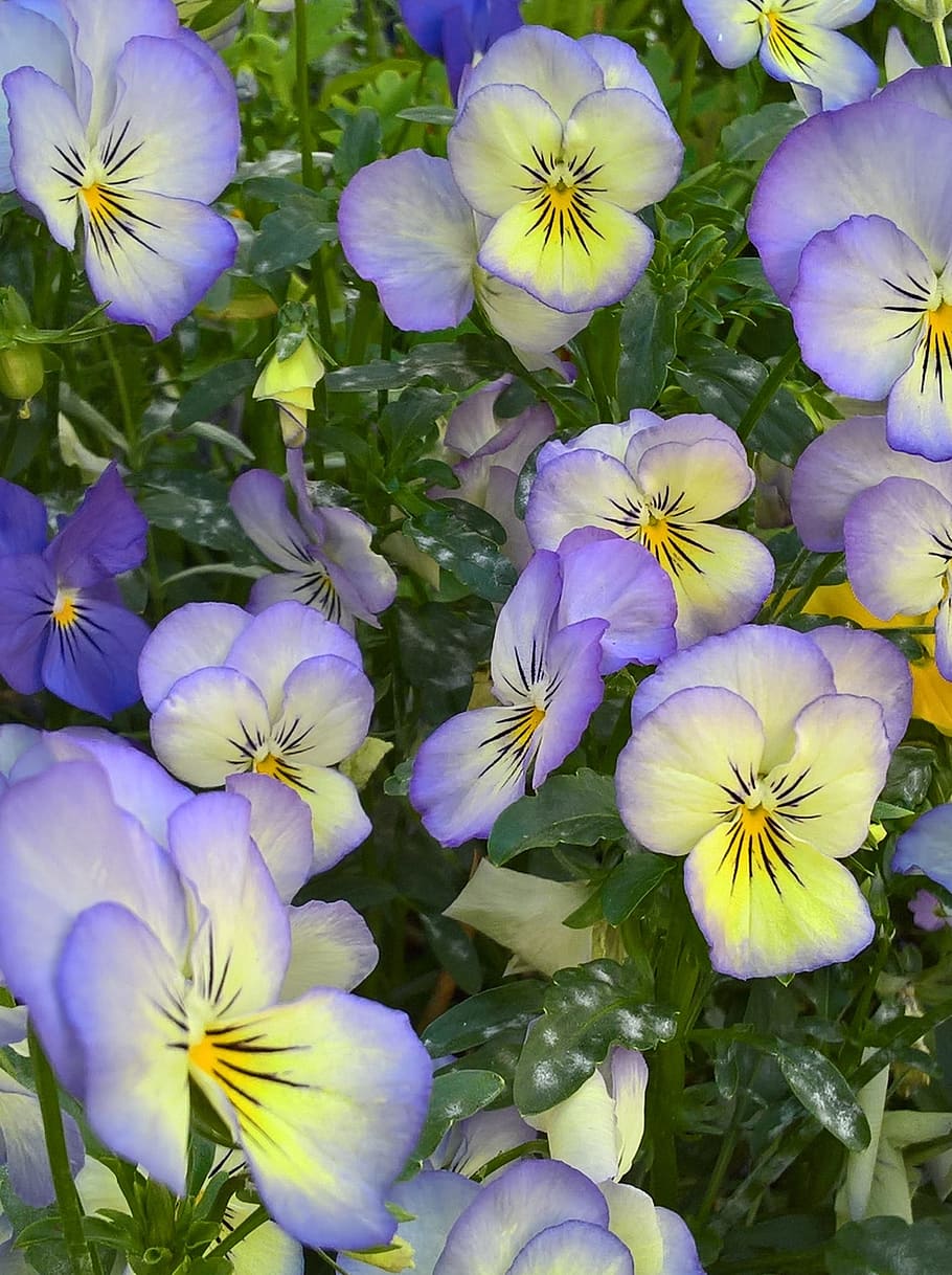 viola, thoughts, blue, yellow, flower, viola tricolor, flowering plant, HD wallpaper