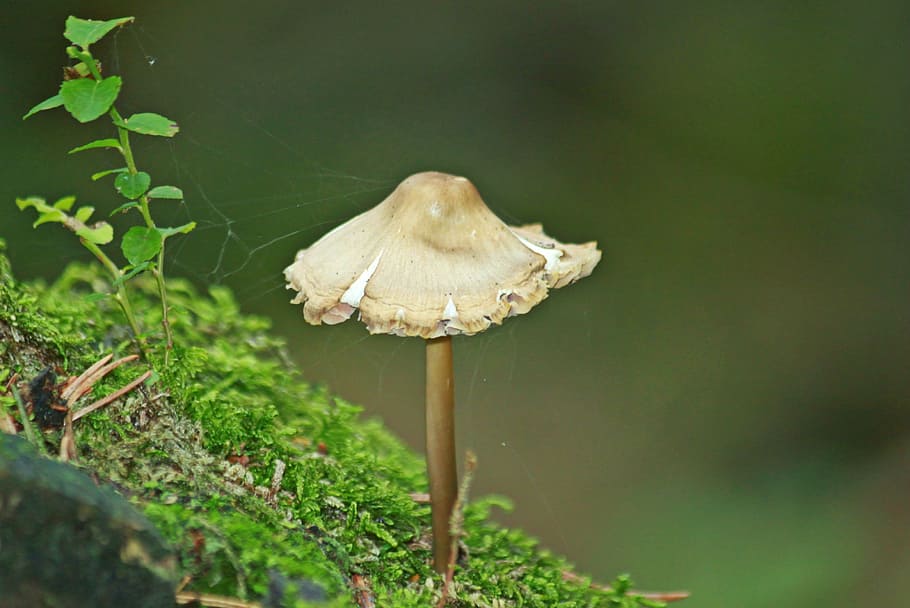 HD wallpaper: selective focus photography of white mushroom, Mushrooms