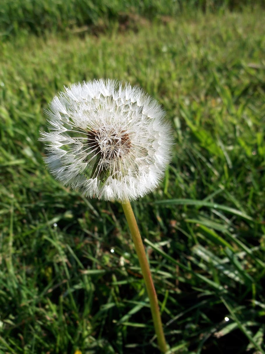 Dandelion, Composites, nature, grass, flower, plant, summer HD wallpaper
