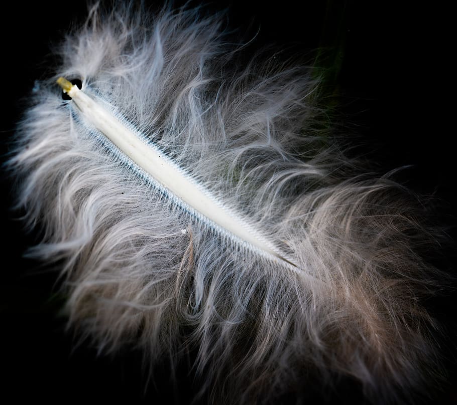 furry, background, pen, no one, studio shot, black background HD wallpaper
