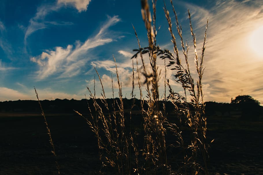 brown grass under white clouds and blue sky, landscape, photo HD wallpaper