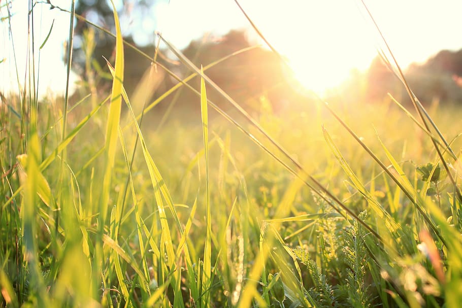 selective focus photo of grass field, sunset, summer, nature HD wallpaper
