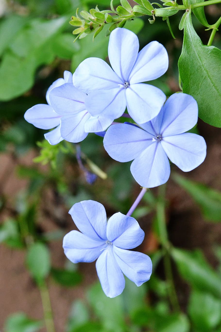 Blue Flower Plant Flowers