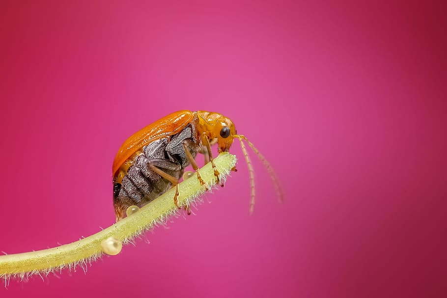 brown bug in closeup photo, insect, macro, nature, animal, detailed HD wallpaper