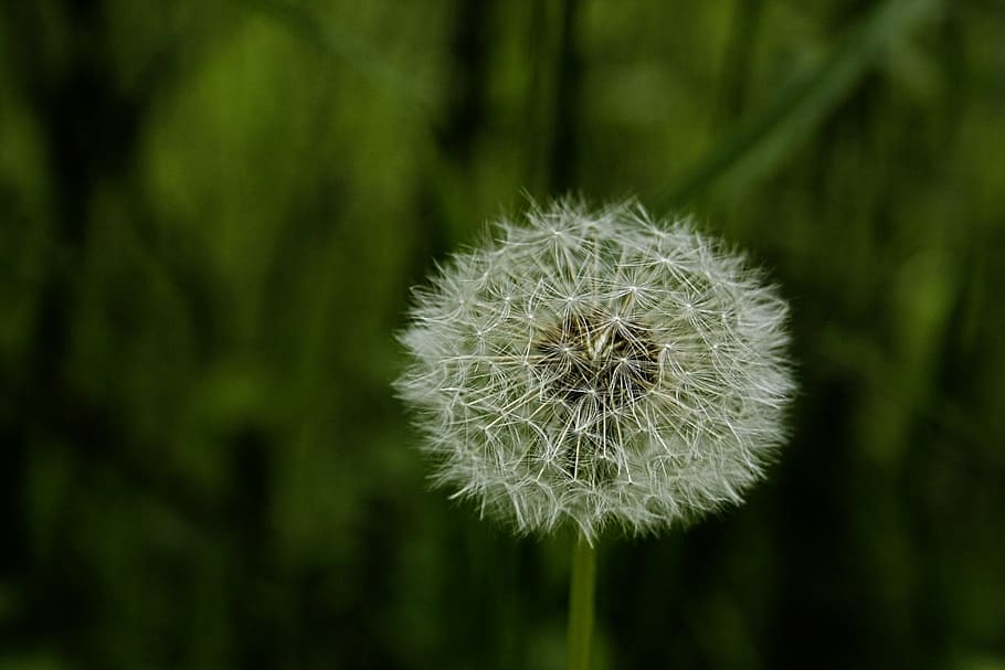 dandelion, spring, nature, green, roadside, plant, flowers HD wallpaper