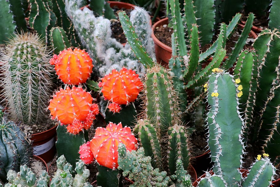 cactus, spur, plant, prickly, close, thorns, cactus blossom HD wallpaper