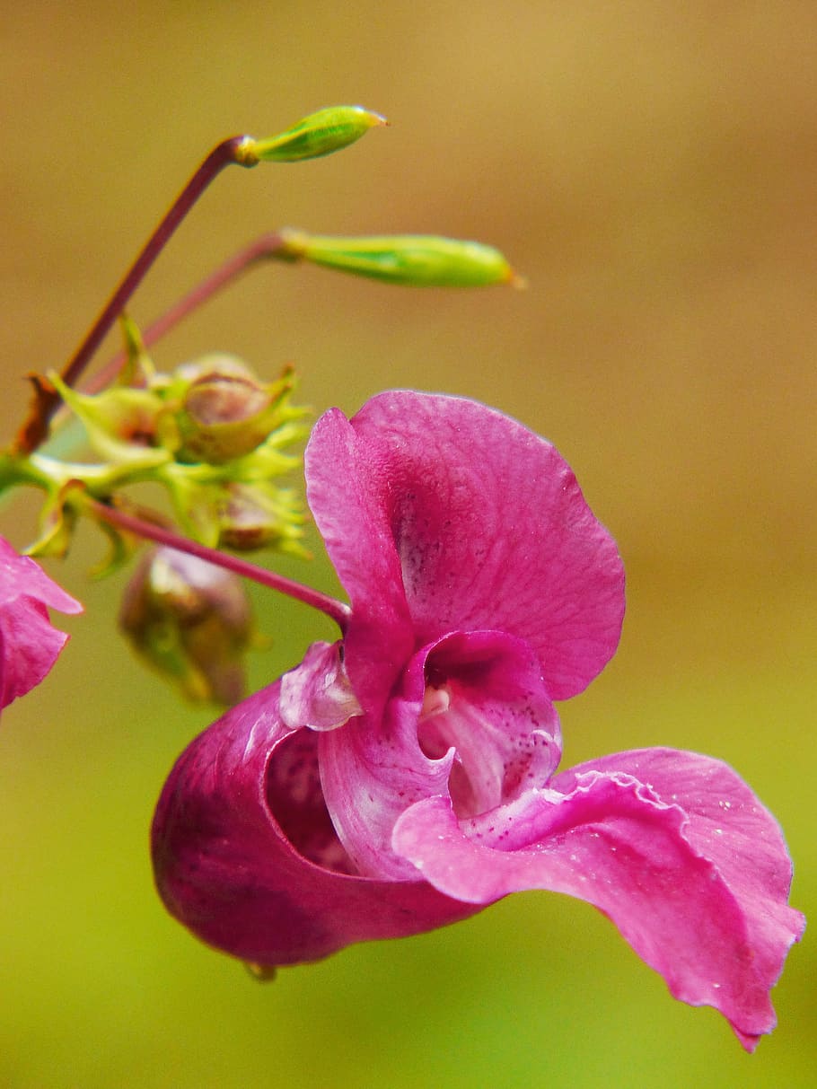 Indian Springkraut, Himalayan Balsam, annual, wild flower, red spring herb, HD wallpaper