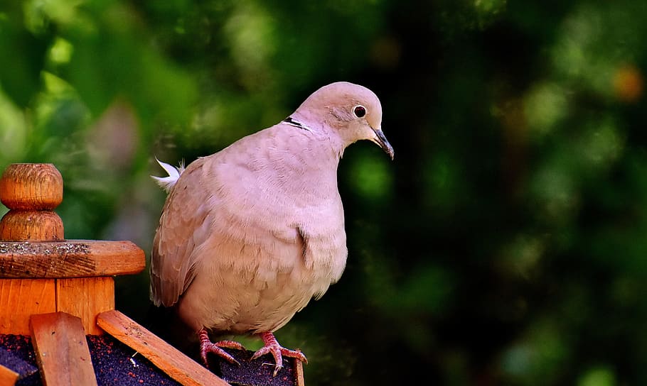 Dove, Collared, Bird, Plumage, Garden, nature, feather, poultry HD wallpaper