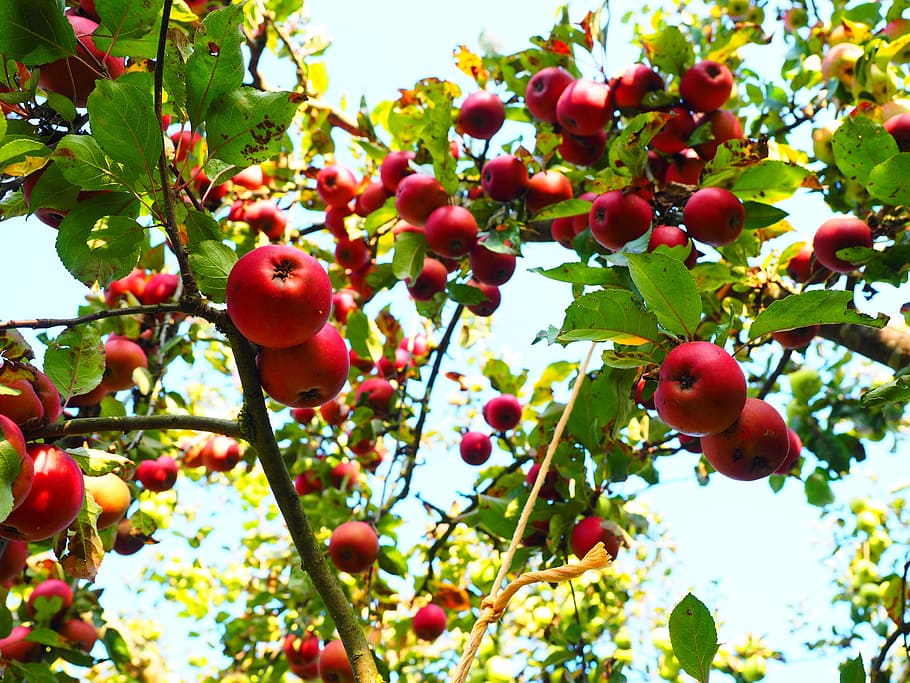 apple tree at daytime, fruit, red, frisch, healthy, vitamins HD wallpaper