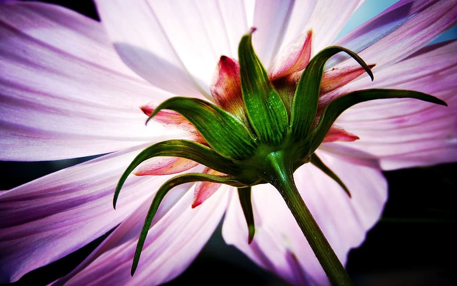 cosmea, flower, macro, summer, plant, violet, close, nature HD wallpaper