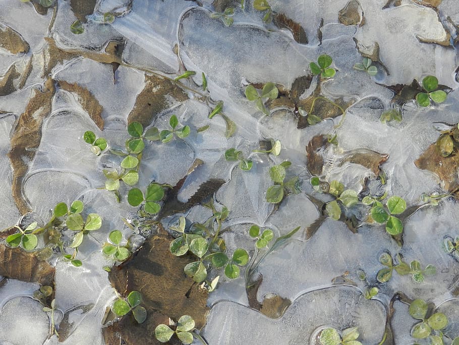 puddle, ice, grass, autumn, the first ice, frost, leaves, pattern HD wallpaper