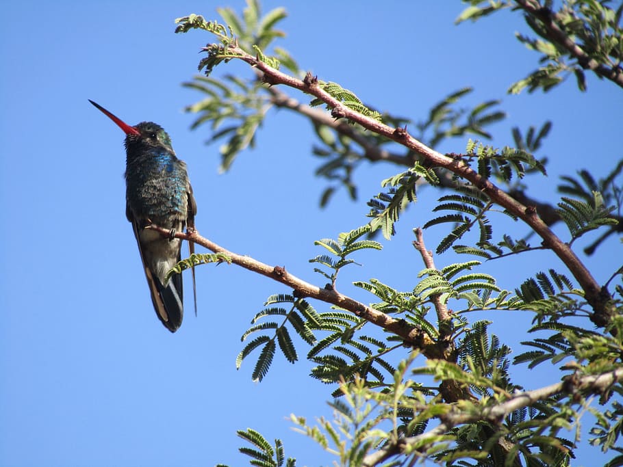 Hummingbird, Branch, Tree, Ave, Nature, sky, one animal, animal wildlife HD wallpaper