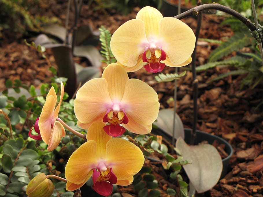 Flower Garden, Leaf, Botanic, nature, orchid, british columbia HD wallpaper