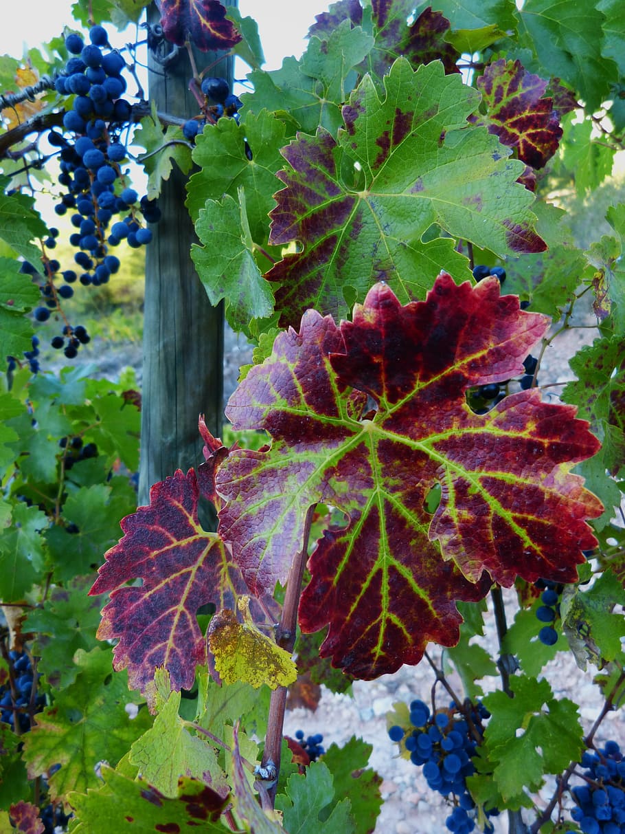 leaf, vine, red, vineyard, grape, autumn, plant part, nature HD wallpaper
