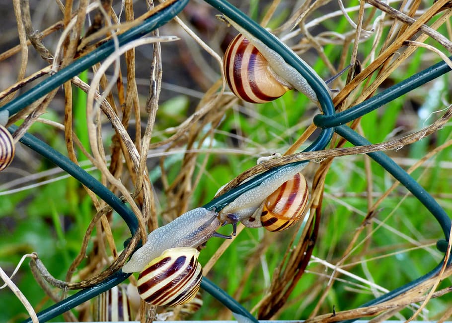 snails, nature, mesh, group, animals in the wild, animal themes HD wallpaper