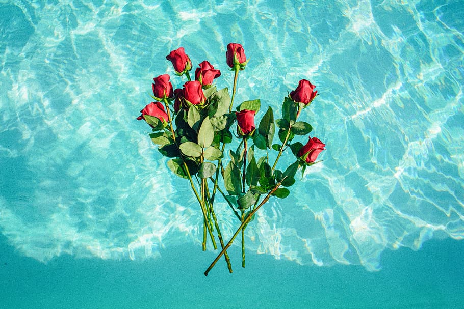 red roses on teal background, red rose flowers, water, pool, float