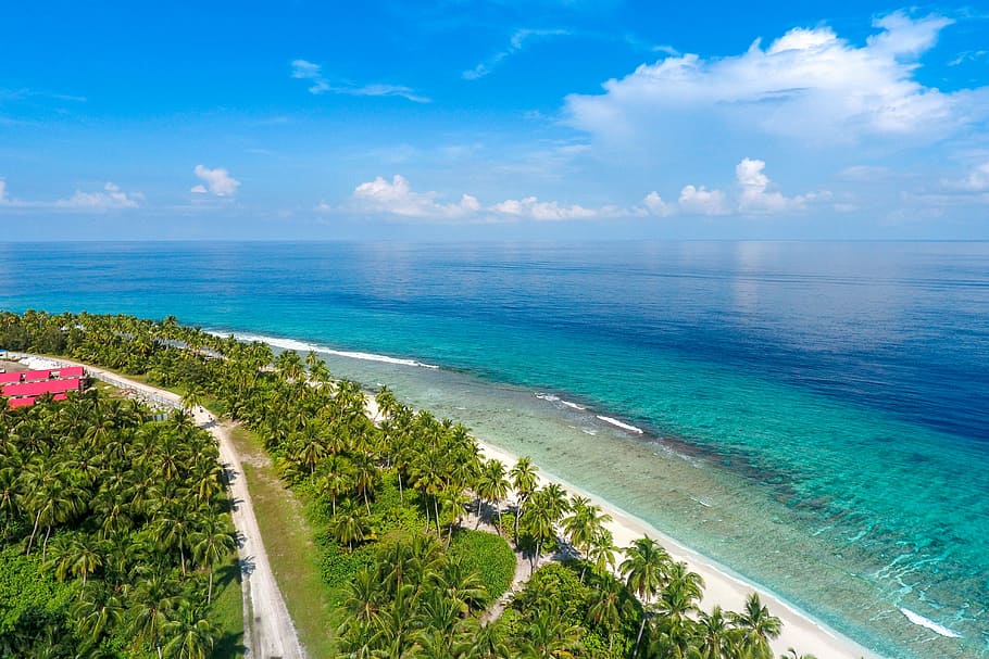 aerial view of coconut trees by the beach, view of ocean waves hammering seashore